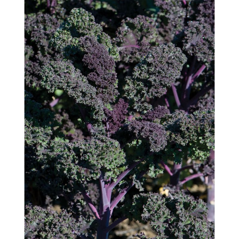 20 HẠT GIỐNG KALE XOĂN ĐỎ REDBOR