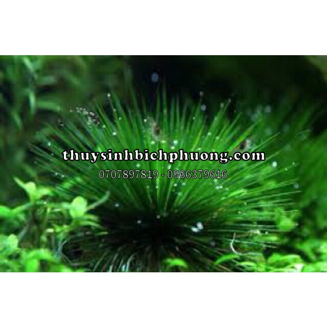 DÙI TRỐNG THUỶ SINH LÁ NƯỚC 1 BỤI LỚN