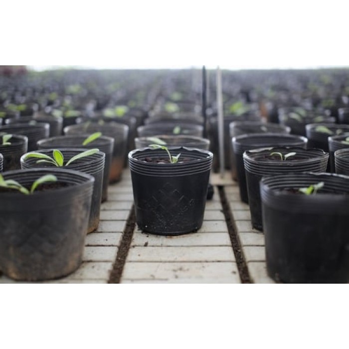 [Combo 50 cái] chậu nhựa đen C6 mềm dẻo trồng cây nhỏ, ươm cây con KT: 15x10.5x12cm - DINH DƯỠNG TỰ NHIÊN Shop