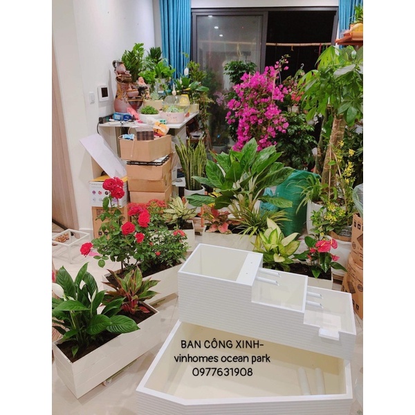 Bể cá, bể trồng sen, súng… trang trí tiểu cảnh ban công