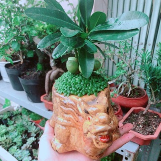 Chậu cây may mắn tài lộc