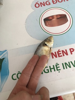 Cá Trích [1kg] KHÔ CÁ