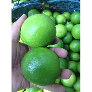Chanh tươi nhiều nước