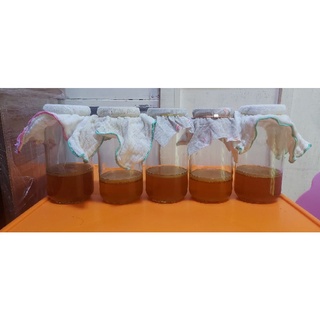NẤM SCOBY/KOMBUCHA/THỦY SÂM