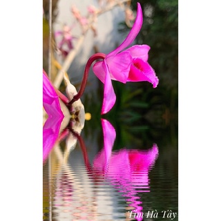 Phi điệp tím Hà Tây hàng giống