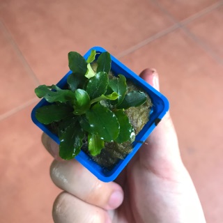 Bucep lá cạn thuỷ sinh