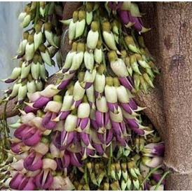 Dây leo hoa Huyết long như thân rồng cuốn mềm mại 5 hạt - tặng kèm thuốc kích mầm