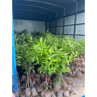 cây chanh tứ quý