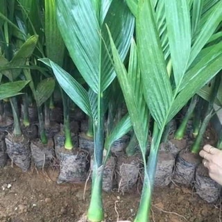 Cây Giống Cau Tứ Quý