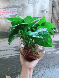 Trầu Bà Thái Trồng Thuỷ Sinh