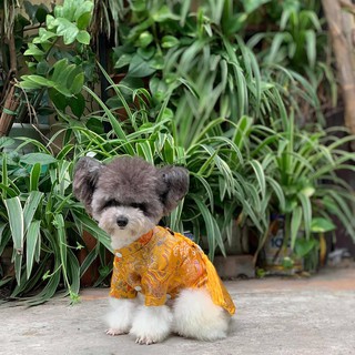 Áo Gấm Tết cho chó mèo