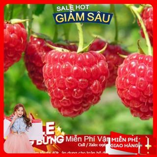 Hạt Giống Quả Mâm Xôi Đỏ - 10 Hạt / Gói