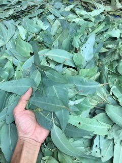 🌿 NHANG SẠCH THẢO MỘC ANAN- 100% TỪ LÁ CÂY 🌿