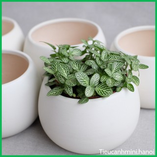 [ Cây Trong Nhà ] Cây Cẩm Nhung - Lá May Mắn Fittonia trang trí nội thất