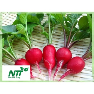 Hạt giống Củ Cải Đỏ TN