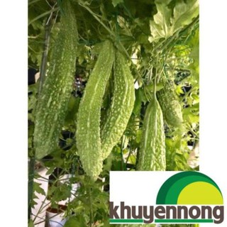 Hạt giống mướp đắng nhật bản 5 hạt