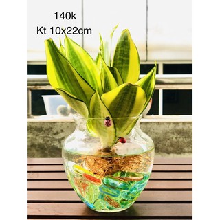 Chậu thuỷ sinh lưỡi hổ thái vàng