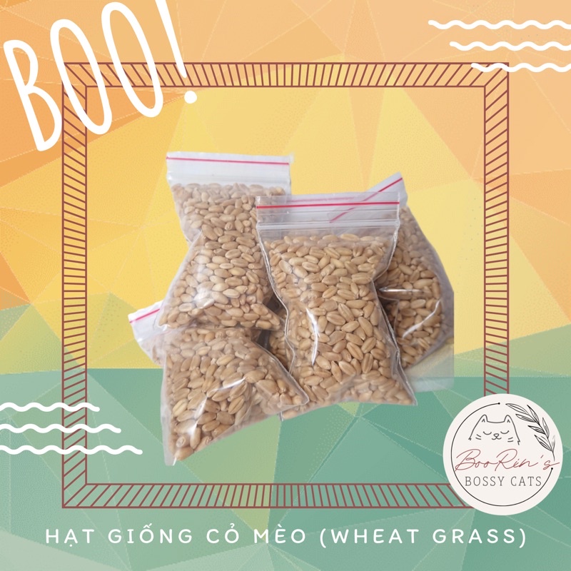 Hạt giống cỏ mèo/hạt giống lúa mạch (Wheat grass)