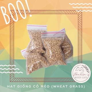 Hạt giống cỏ mèo/hạt giống lúa mạch (Wheat grass)
