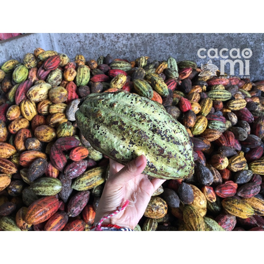 Bột cacao nguyên chất không đường - Pha chế thức uống socola trà sữa đậm vị ca cao - CACAOMI Premium chuẩn xuất khẩu