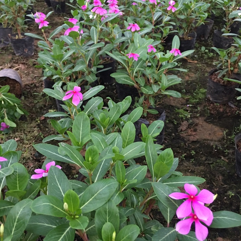 Cây Hoa Dừa Cạn Ta Hoa Quanh Năm