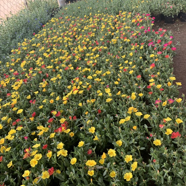 Cây hoa sam trồng bịch mix nhiều màu sắc, nở hoa rực rỡ quanh năm, thích hợp trồng trang trí sân vườn, ban công