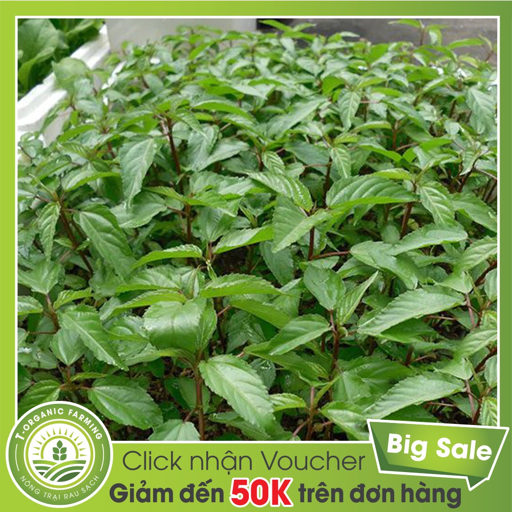 Hạt Giống Rau Đay Đỏ 50g