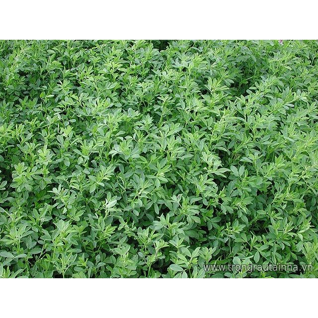 Hạt cỏ chăn nuôi ALFALFA Linh Lăng - Cỏ Họ Đậu (gói 100g)