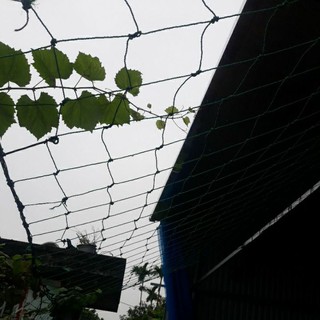 Lưới Làm Giàn cho Cây / LƯỚI CƯỚC CHỊU LỰC