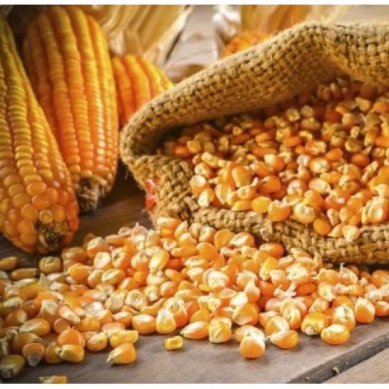1kg Hạt Ngô  nguyên hạt sấy khô dùng làm thức ăn cho vật nuôi gà vịt, chim cảnh cu gáy bồ câu và các dòng hamster