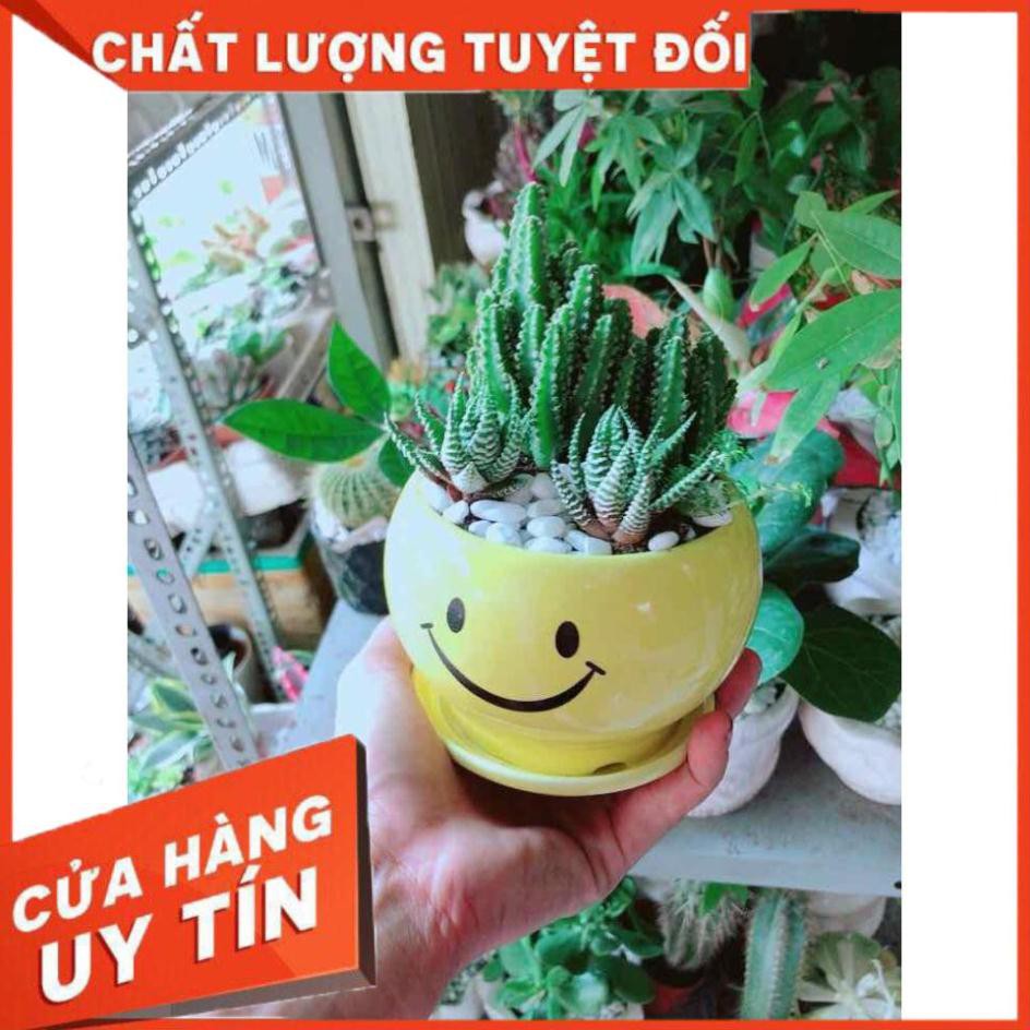 Chậu Xương Rồng Thanh Sơn+ Móng Rồng Nhiều Người Mua