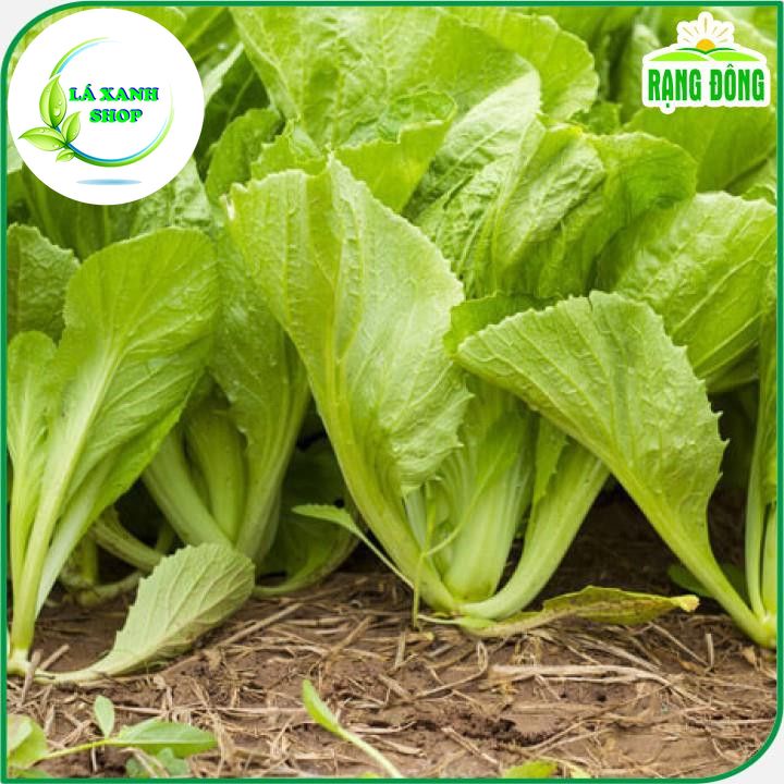Hạt giống Cải Bẹ Xanh Mỡ (Cải Cay) Chịu Nhiệt, Sinh Trưởng Tốt (20 gram) - Hạt giống Rạng Đông