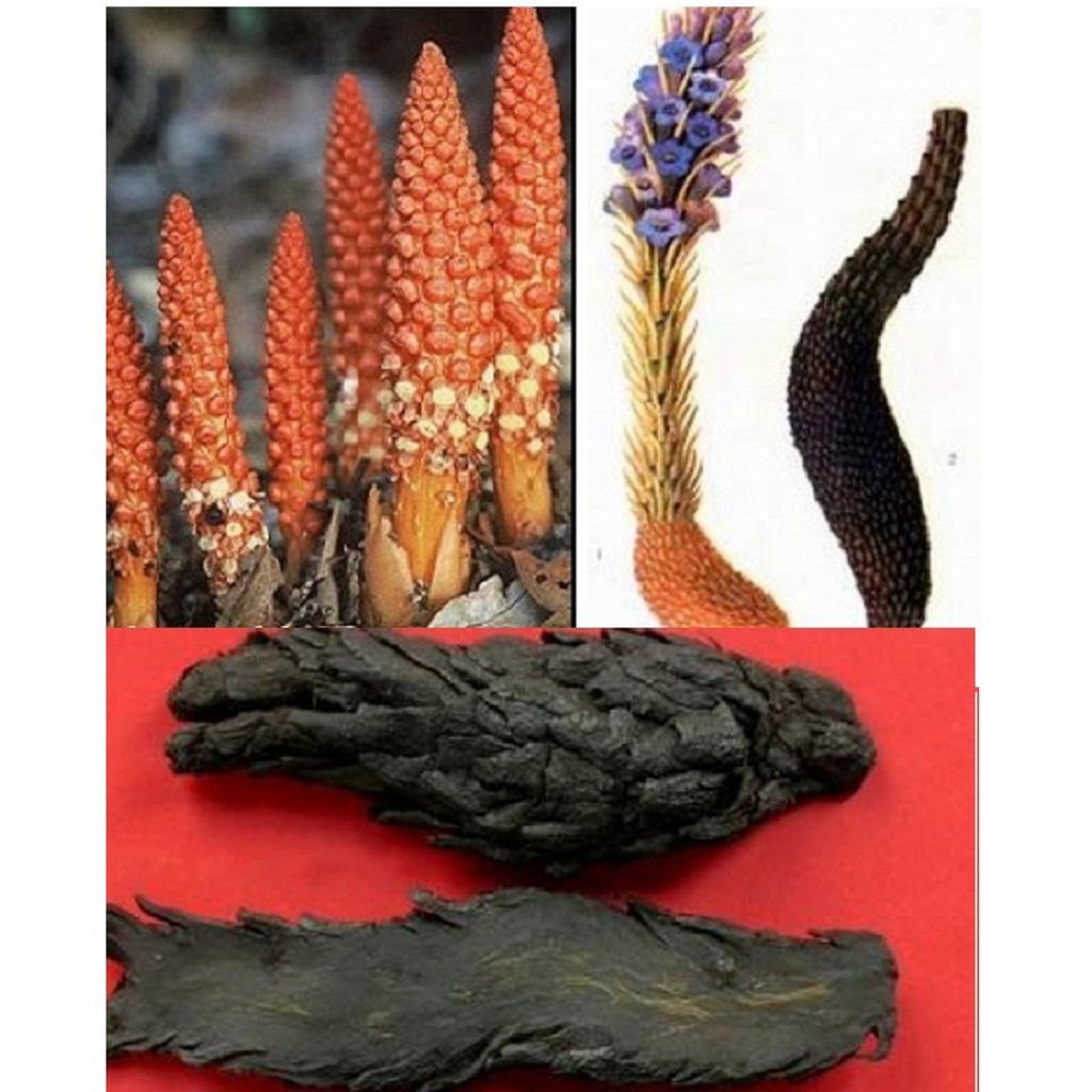 Nhục thung dung loại 1 (Đóng gói 500g)