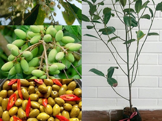 Cây cà na thái  siêu trái