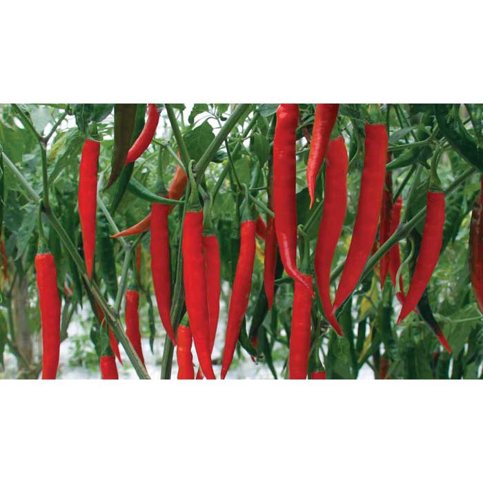 20 Hạt giống quả ớt dài hàn quốc  KHUYẾN MẠI SHOP MỚI HẠ GIÁ SỈ