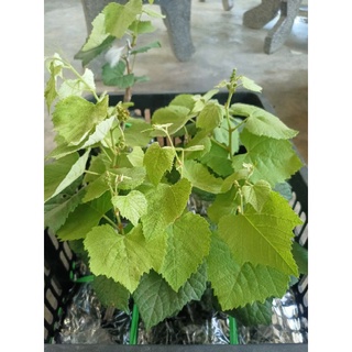 Cây giống  nho kẹo, nho ngón tay