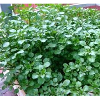 Hạt giống rau cải xoong