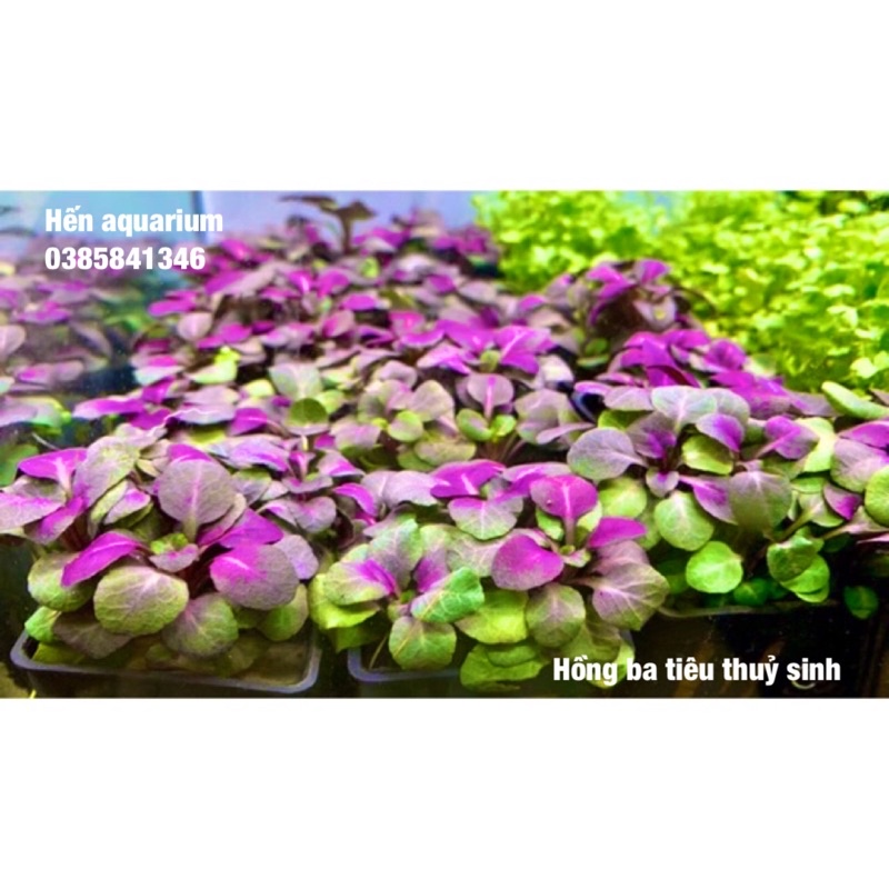 Cây thuỷ sinh Hồng ba tiêu - combo 8️⃣k -Cây màu tím siêu đẹp cho người mới chơi