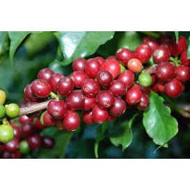 [COMBO 3 gói] Cà phê Dừa - RANG XAY NGUYÊN CHẤT - thơm ngon béo ngậy-gói 120g- Dương Cafe | BigBuy360 - bigbuy360.vn
