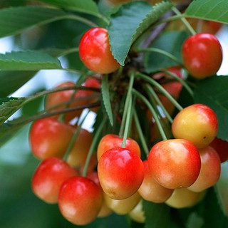 CÂY CHERRY GIỐNG