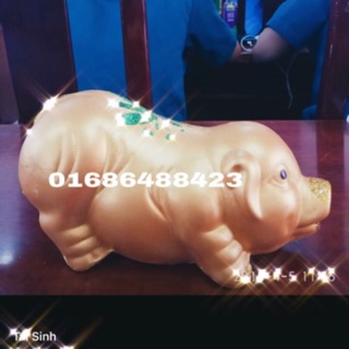 Heo đất mọi size S