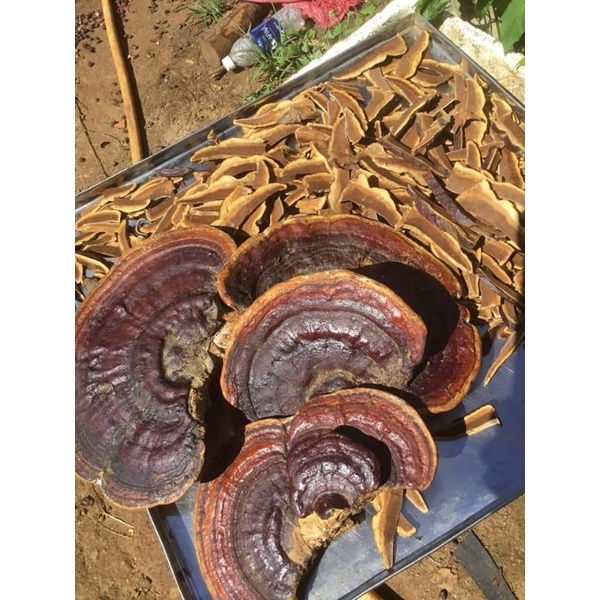 1kg nấm linh chi rừng nguyên tai