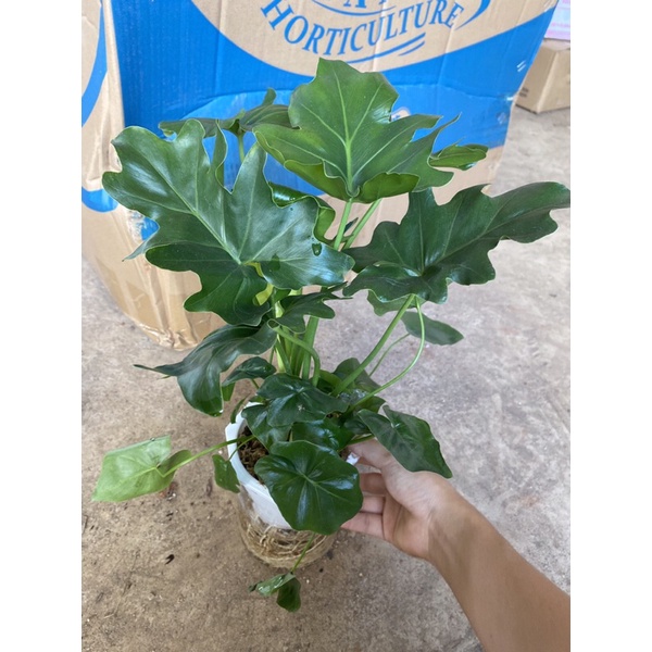 Chậu cây trầu bà thanh xuân thuỷ sinh