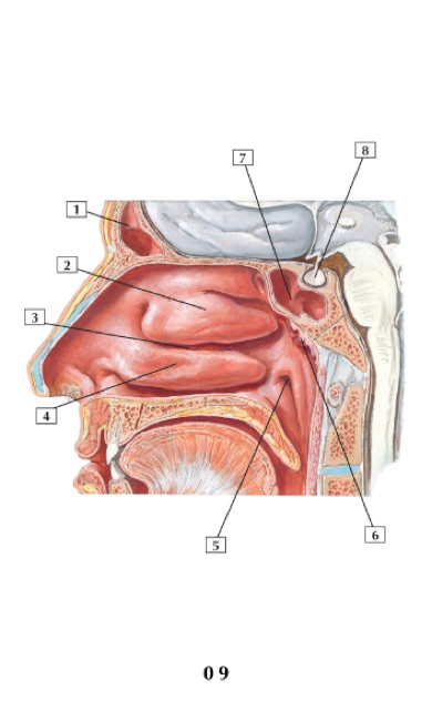 Flashcard Anatomy Sổ tay FA (bản Tiếng Việt)