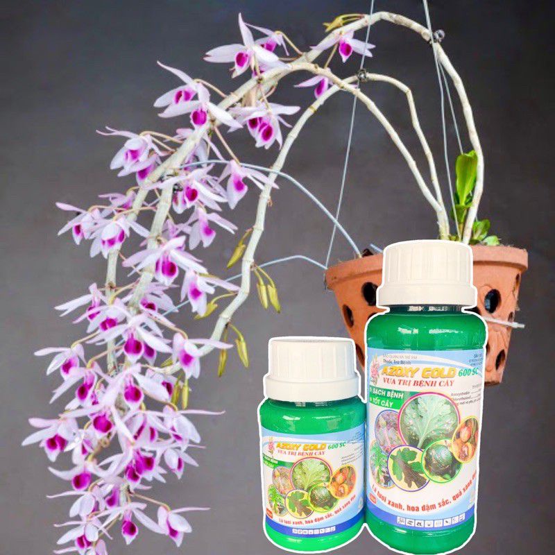 Vua Nấm Trị Bệnh Cây Trồng Azoxy Gold 600sc