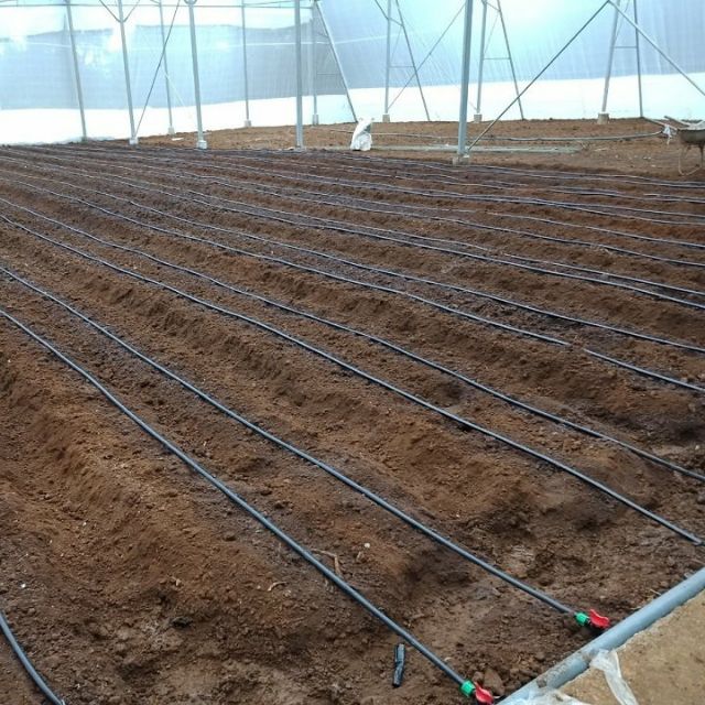 Dây tưới nhỏ giọt dày 0.15mm khoảng cách 20cm