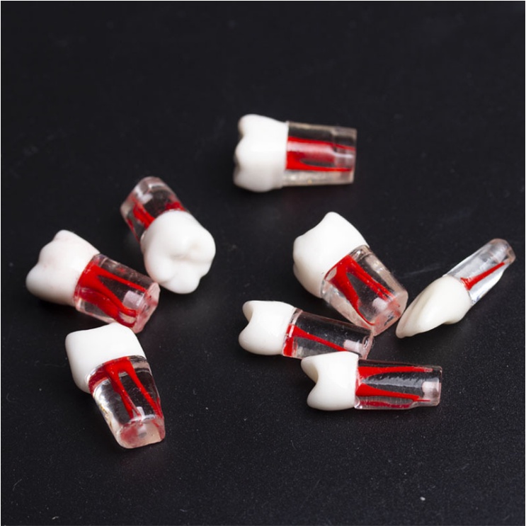 Răng Bằng Nhựa Mô Hình Tiền Lâm Sàng Thực Hành Nội Nha, Thực hàng mài cùi phục hình răng