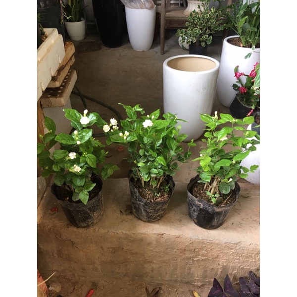 1 Bụi hoa nhài đơn đang ra hoa