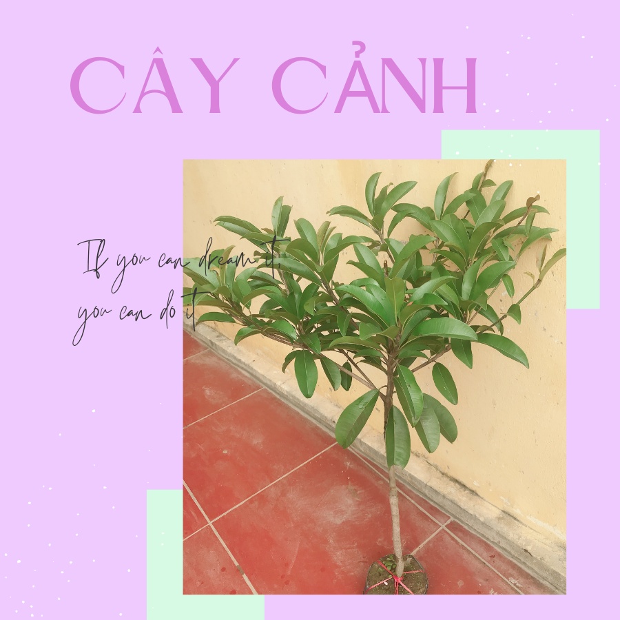 Cây hồng xiêm xoài ghép, cây quả to, quả sai quanh năm, cây cao 1 mét, lỗi 1 đổi 1