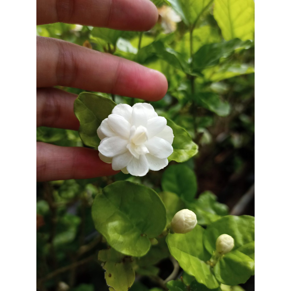 Cây hoa lài ta hoa trắng, thơm ướp trà, trang trí sân vườn ra hoa quanh năm - Arabian Jasmine - Summer Garden